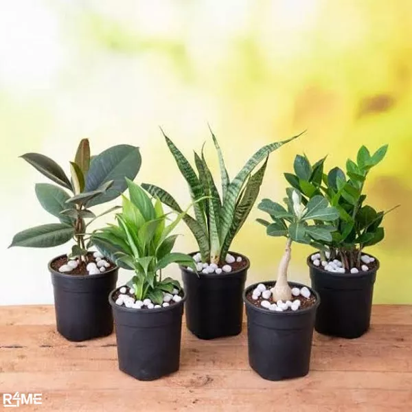 Indoor Plants on rent