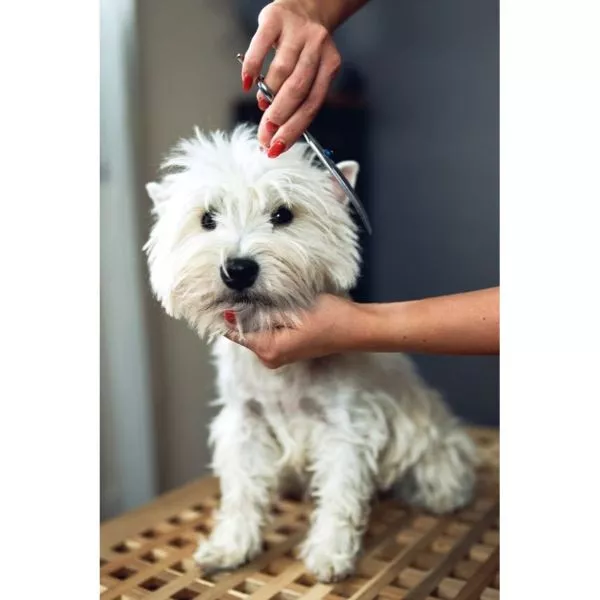 Pet Care Package on rent