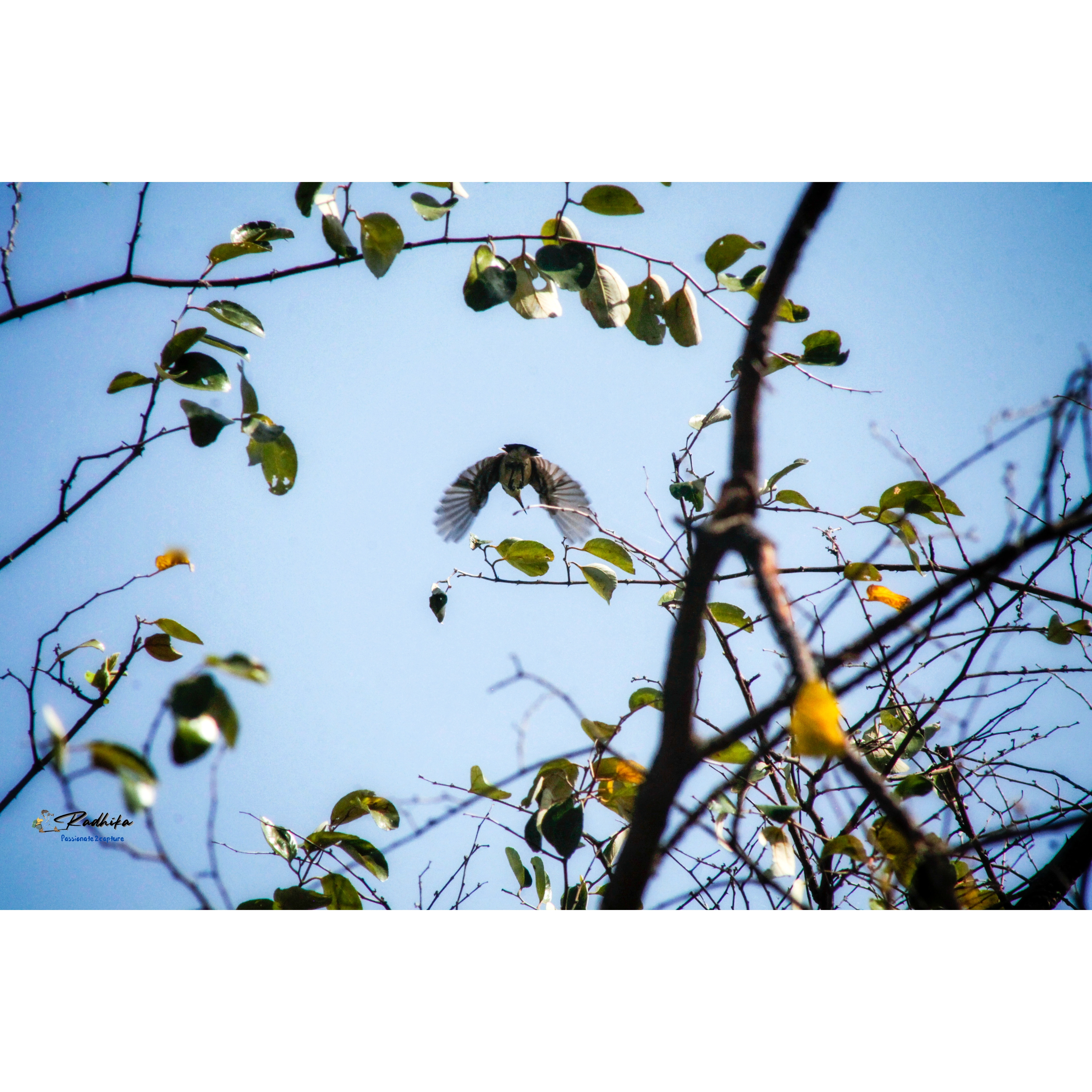 Radhika's Photography